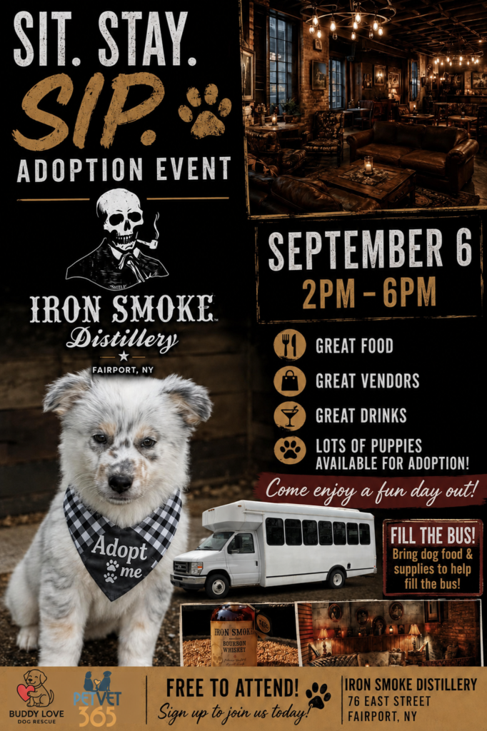 Sit. Stay. Sip. Adoption Event flyer